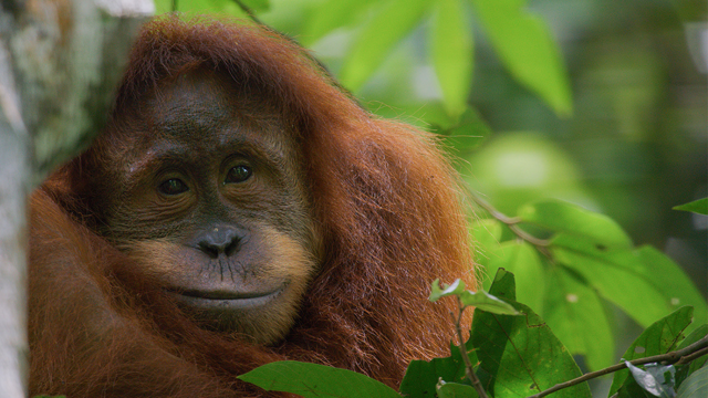 How Disney and Nationwide Geographic Are Serving to Us ’Step Into Surprise’ and Make a Distinction for Our Planet This Earth Day and Past